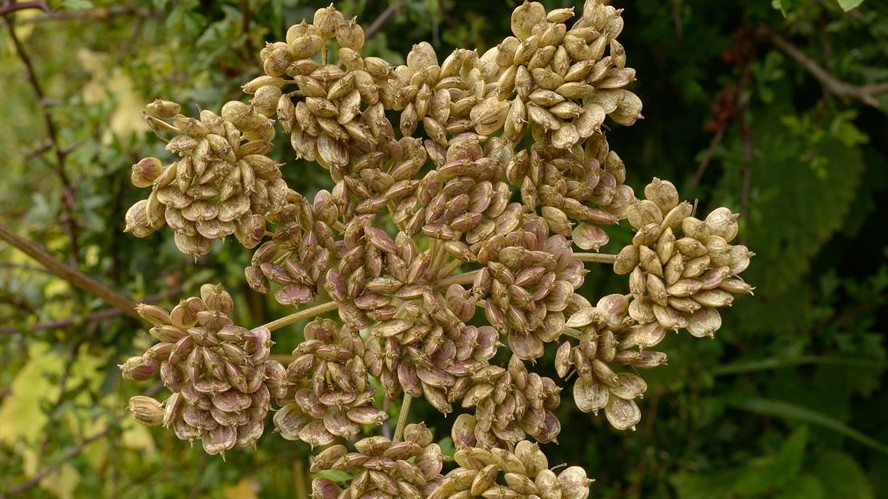 خطرات استفاده بیش از حد از گلپر خطرات استفاده بیش از حد از گلپر